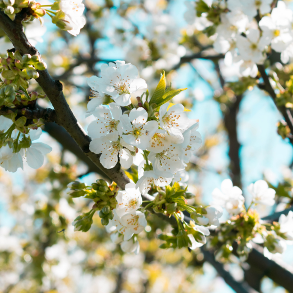 Weisse Blüten