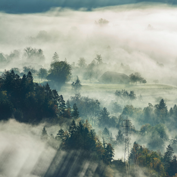 Lungenkrebs Immuntherapie: Ein Wald im Nebel