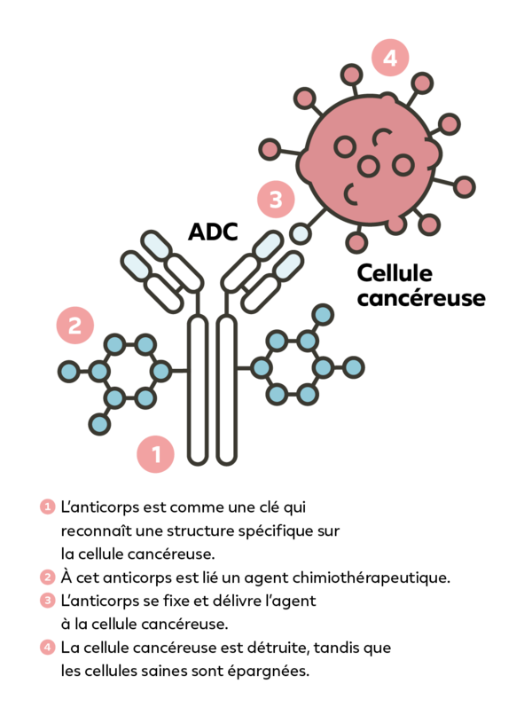 ADC conjugués anticorps-médicaments expert